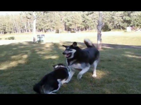 One badass sheltie cross
