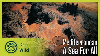 Mediterranean | Go Wild
