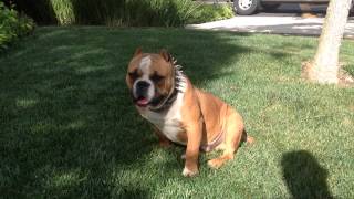 West Coast Gottiline Ace-Line&#39;s &quot; The Flash &quot;  WCG Ace-Line&#39;s Young Money X Milli  @ 10 months old