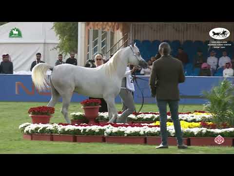 N 229 AJ FAIK   King Abdulaziz Arabian Horse Center Show 2021   Colts 2 Years Old Class 8B