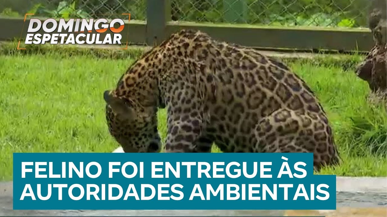 Descubra qual foi o destino de filhote de onça resgatado por pescador na Amazônia