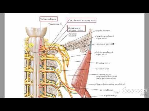 Accessory nerve 1