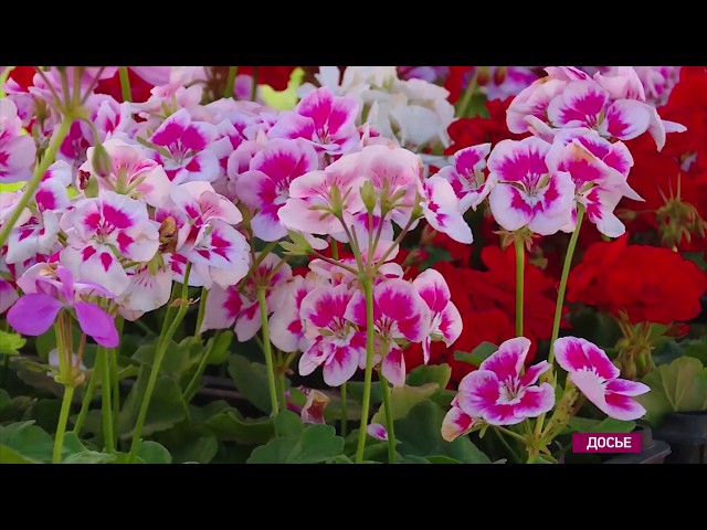 Садоводов приглашают на ярмарку