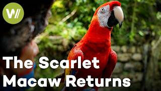 Mexico’s Scarlet Macaw Returns to the Wild | Flying Home, Scarlet Macaw (Full Documentary)