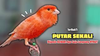 Download lagu Kenari GACOR Panjang Suara PANCINGAN Kenari PAUD Belajar Bunyi Ngeriwik | Masteran Kenari Paud #721 mp3