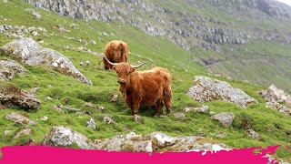 Top Places to See in the Faroe Islands!!