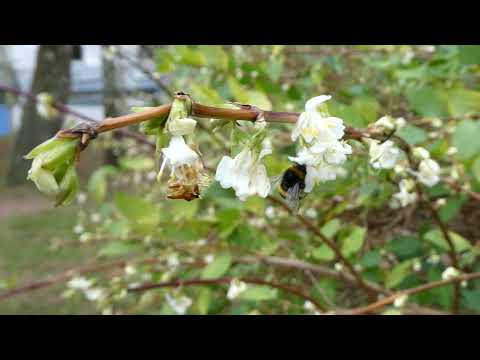 Bumblebee feeding from winter honeysuckle