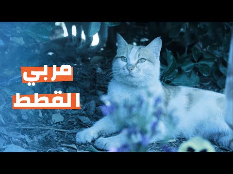 مربي القطط