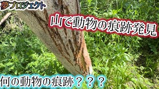 夢プロ！動物の痕跡発見！恐怖((((；ﾟДﾟ))))