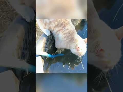 What happens when a horse meets a cat? #horse #fyp #funny #catfortiktok #cat #pets #foryoutube