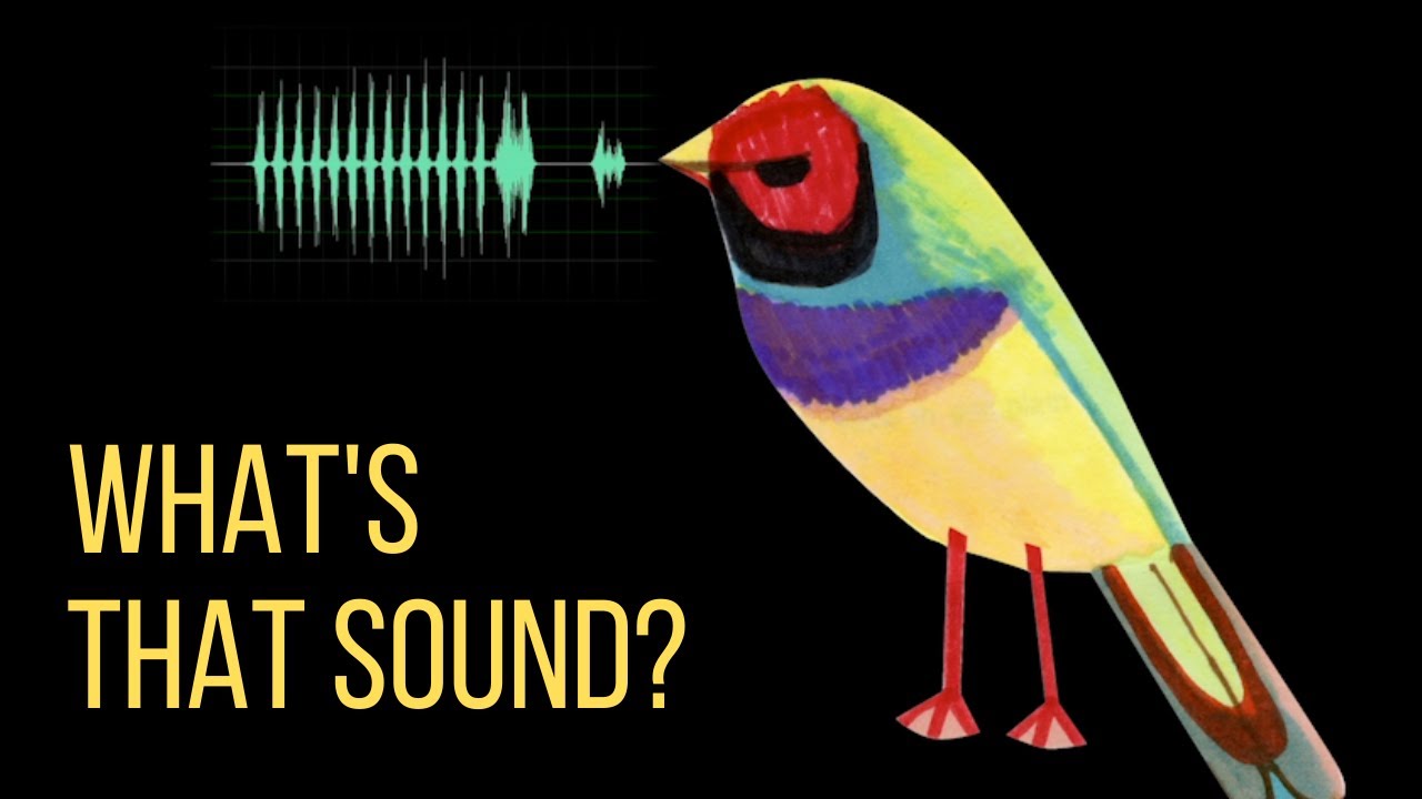 Using bioacoustics to improve conservation