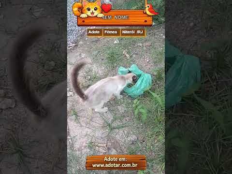 Vídeo de Sem nome