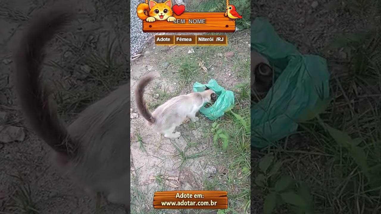 Gato raça SRD-ViraLata idade 7 a 11 meses nome Sem nome