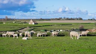 LIVE: Webcam Texel Hoge Berg - Schapenboerderij De Waddel | Schafe & Natur live webcam