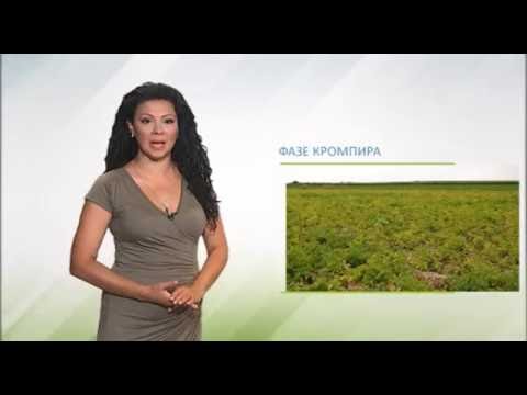 Zelena prognoza, 2.8.2016. - O krompirovom moljcu i merama kontrole