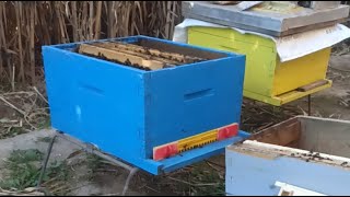 تربية النحل 2026/02/23