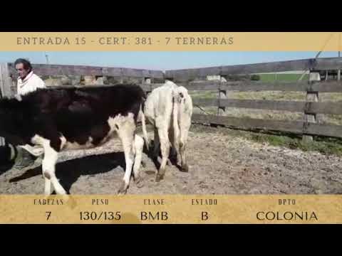 Lote 7 Terneras Holando 130kg -  en RUTA 61 KM 24