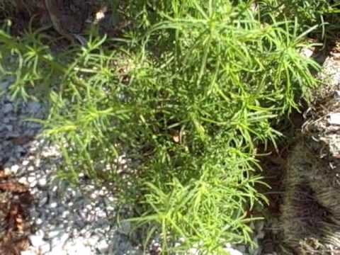 EatTheWeeds: Episode 72: Seablite, Seepweed