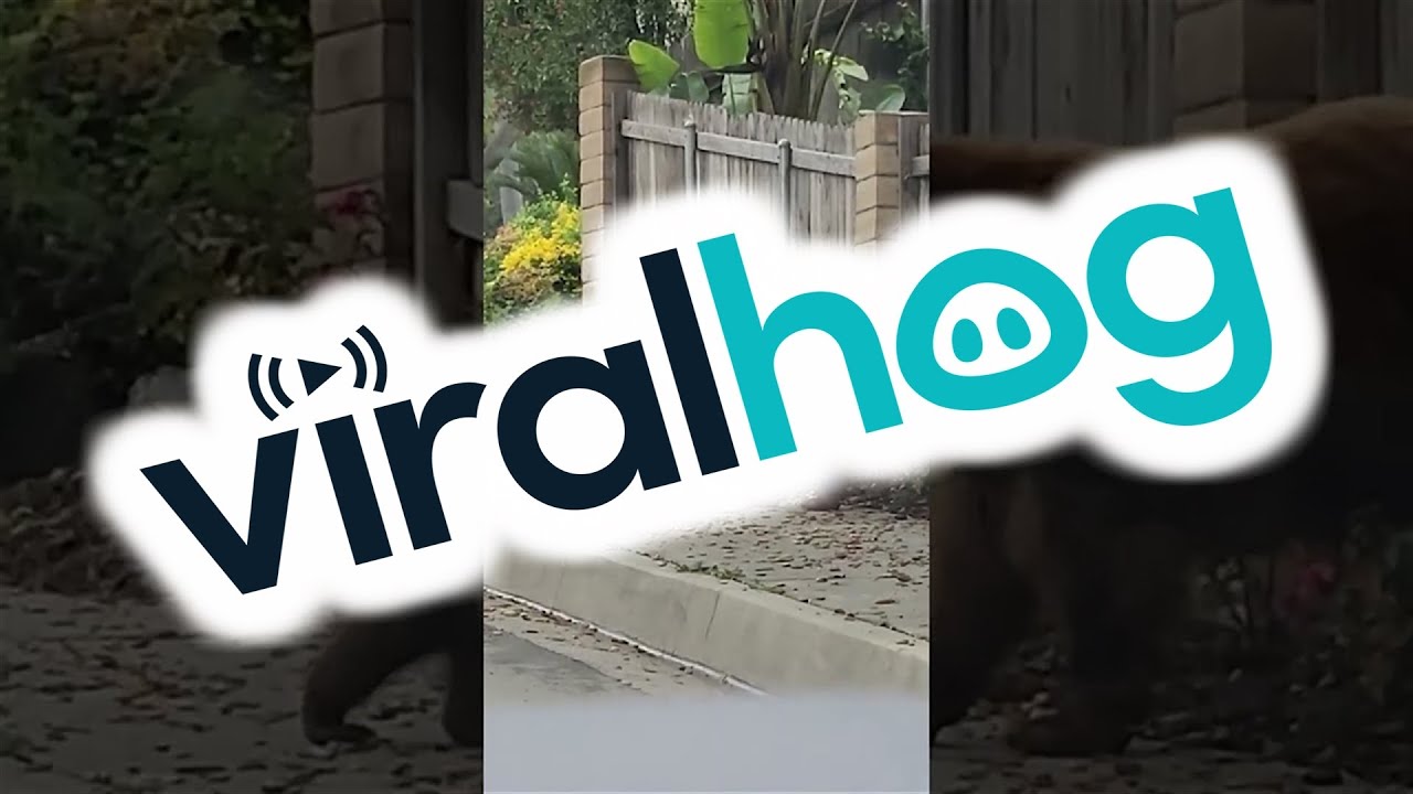 YouTube video preview