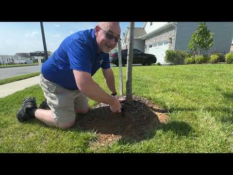 Cicada Killer Wasps Ruin Newly Landscaped Yard in Rumson, NJ