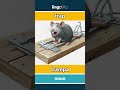 trap - trampa video thumbnail