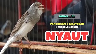 Download lagu Suara PANCINGAN Kenari GACOR Ngerol Panjang - Masteran KENARI PAUD Belajar Bunyi Ngeriwik mp3 Download lagu Suara PANCINGAN Kenari GACOR Ngerol Panjang - Masteran KENARI PAUD Belajar Bunyi Ngeriwik mp3
