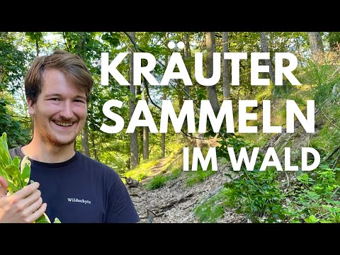 Kräuter sammeln im Wald - wilder Oregano, Waldziest, Knoblauchsrauke Samen, Königskerze und mehr