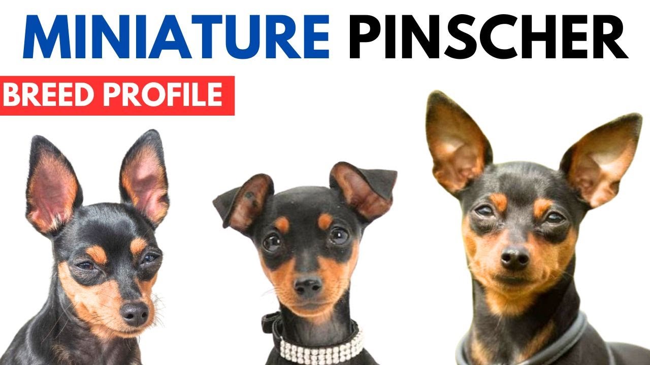 Miniature Pinscher Breed Profile History - Price - Traits - Mini Pin Grooming Needs - Lifespan