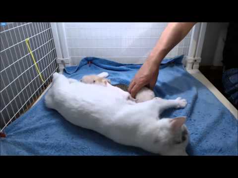 MythBusters Kittens - One Week Weigh In 5-15