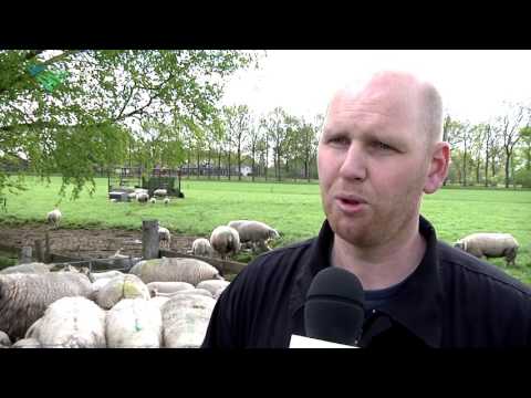 Concern about resistance to worming agents in sheep