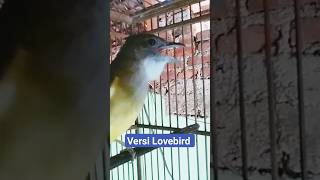 Download lagu CUCAK JENGGOT GACOR ISIAN LOVEBIRD mp3