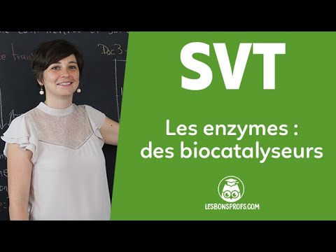 Les enzymes : des biocatalyseurs