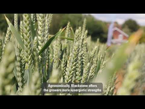 Blackstone Winter Wheat