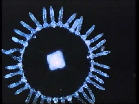 GREAT CHARITY SHOP FINDS No 15 - BRAZILIAN PROG