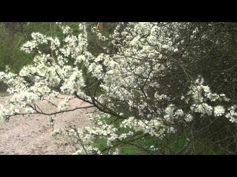 Tarnina ( Prunus spinosa L,) -  Roztocze Poland