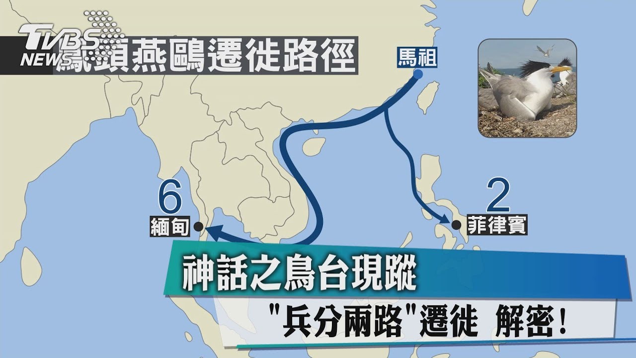「神話之鳥」台現蹤 兵分兩路遷徙解密!