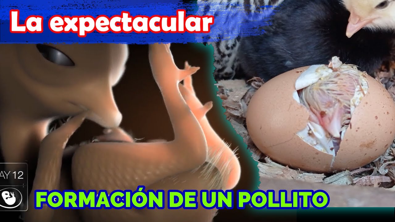 ▶ THE DEVELOPMENT OF THE EMBRYO day by day until birth 🥚🐣🐥🐤❤ | 21 days of fascinating formation.