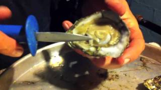 preview picture of video 'North Carolina crab slough Oysters, Colington Style'