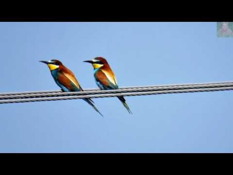 ŻOŁNA  -  "RAJSKI"  PTAK ...