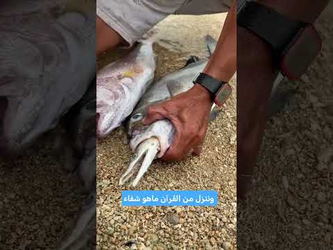 #اكسبلور #العراق #قران #قرآن #دويتو #قران_كريم #ترند #لايك #قرآن_كريم #قصص#لعبة_سيارات #اطفال