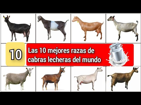 , title : '10 mejores razas de cabras lecheras a nivel mundial'
