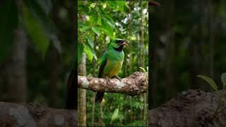 Download lagu Suara burung kukuk hijau #burungkukukhijau mp3