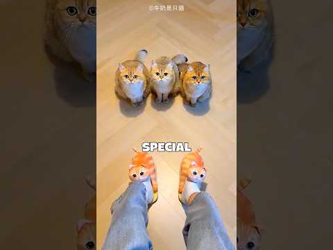Cats Got Cute Secret Surprise😍❤️ #shorts #cats #animals