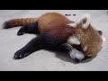 【red panda】One hundred playful sleeping poses of Red Pandas