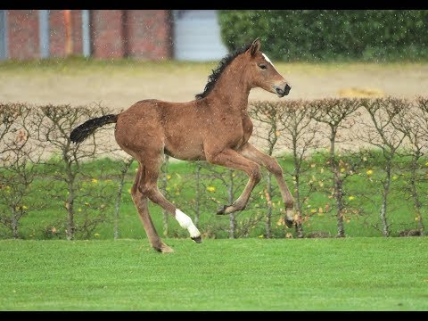 Nr. 2 | Stutfohlen v. Barcley - Locato