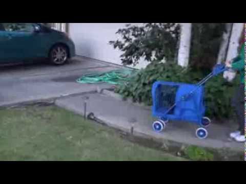 Carriage Stroll with Raji