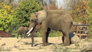 preview picture of video 'Affe und Elefant - Im Tierpark Berlin'