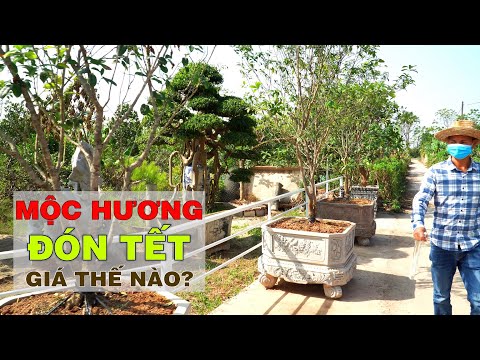 Price list of Moc Huong trees, nationwide shipping included at Thang Long Flower and Ornamental P...