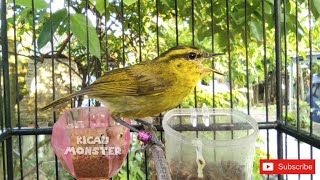 Download lagu CIKRAK DAUN PARE PARE SUPER GACOR ❗ mp3