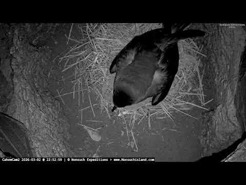 CahowCam2 LiveStream - Nonsuch Expeditions | nonsuchisland.com